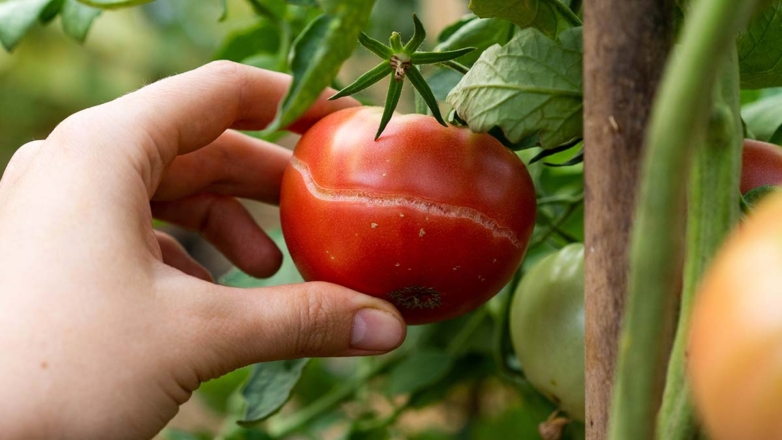 Почему трескаются помидоры на кустах и как этого избежать: советы экспертов
