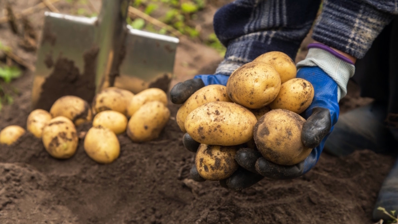 Пора или еще рано: как определить, когда выкапывать картофель