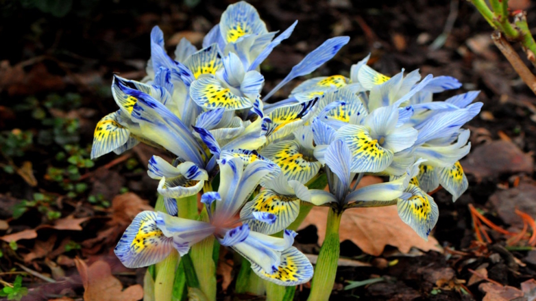 Как обрезать ирисы осенью и подготовить их к зимовке правильно