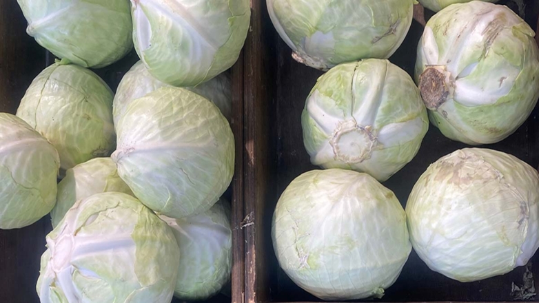 Почему урожай капусты долго не хранится: частые ошибки огородников и советы, как их избежать
