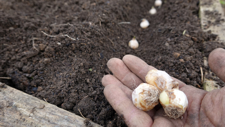Как и куда посадить крокусы осенью, чтобы они обильно цвели весной