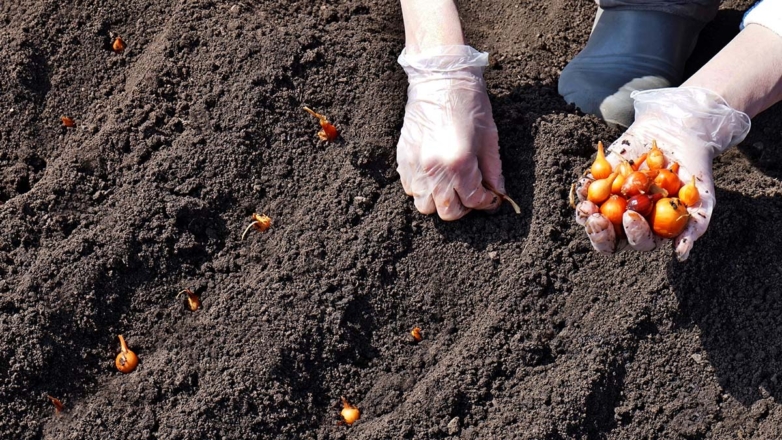 Посадка лука под зиму: сроки, правила и советы экспертов, которые помогут получить хороший урожай и избежать стрелкования