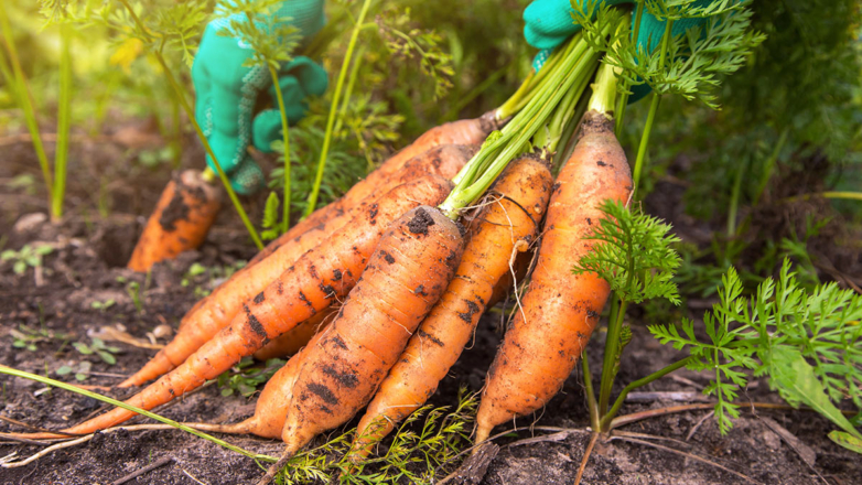 Как и когда выкапывать морковь, чтобы она хранилась всю зиму: советы экспертов