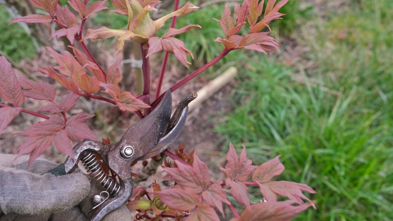 Как и когда обрезать пионы осенью, чтобы на них было много крупных бутонов в новом сезоне