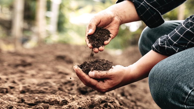 Что внести в почву после уборки картофеля, чтобы собрать большой урожай в следующем году