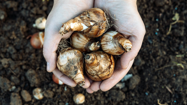 Посадка нарциссов осенью: когда высаживать и какие сорта выбрать для пышного цветения весной
