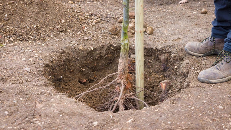 Как подготовиться к осенней посадке плодовых деревьев и кустарников: выбор саженцев, внесение удобрений и другие нюансы