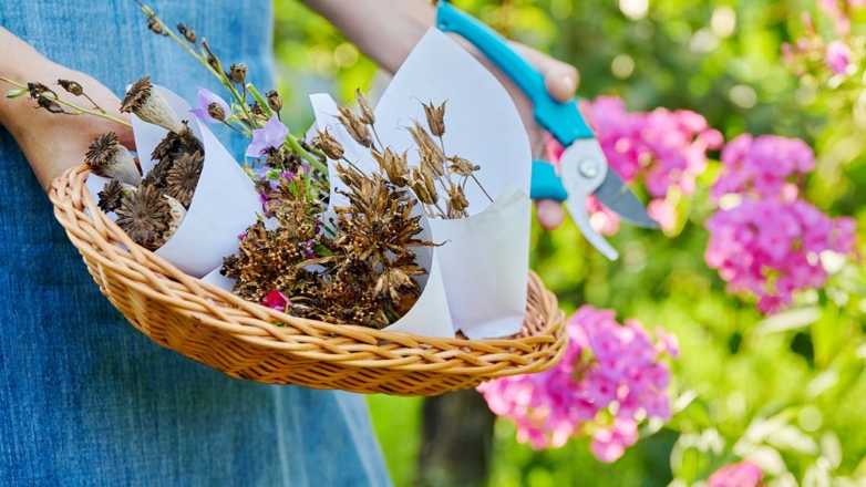 Для красивых и пышных клумб: как правильно собрать семена цветов на участке, чтобы посадить в следующем сезоне
