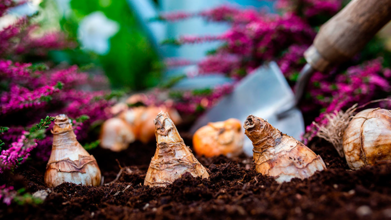 Осенняя посадка тюльпанов: сроки, главные правила и лайфхаки для раннего цветения