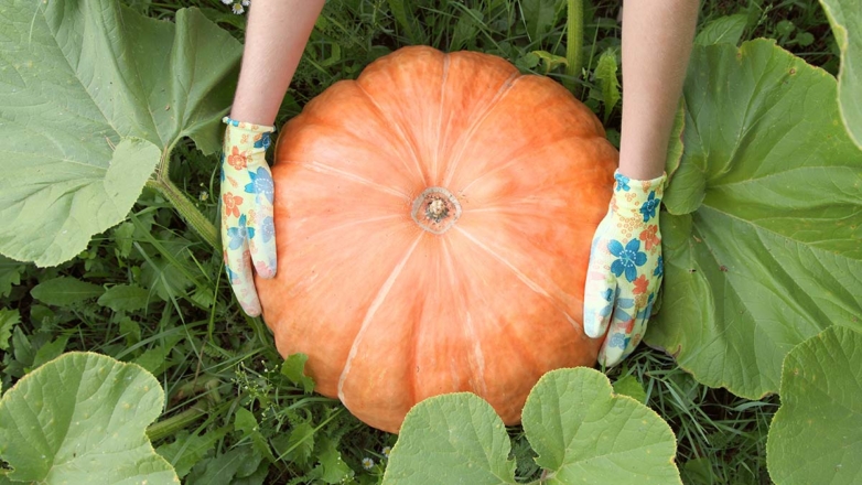 Когда пора убирать тыквы и как определить, что они созрели: советы экспертов