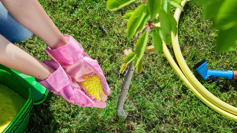 Как и чем подкормить вишни в сентябре, чтобы получить богатый урожай следующим летом