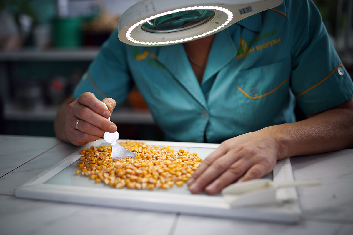 Семена кукурузы