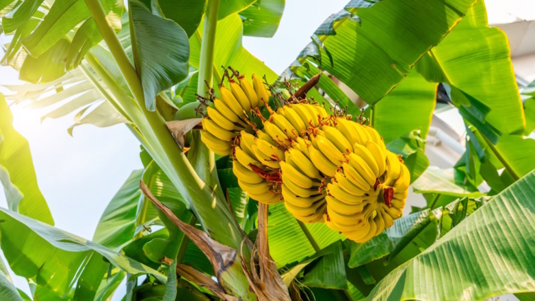Первую теплицу для бананов строят в РФ, сообщила министр Оксана Лут