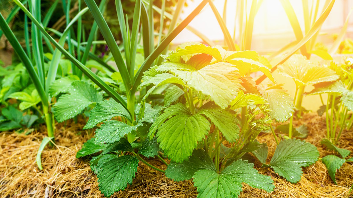 Клубника и чеснок