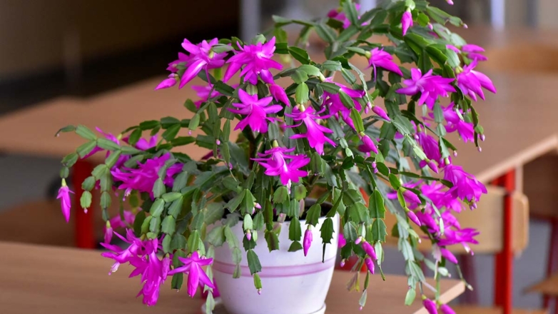 Декабрист будет усыпан бутонами: как ухаживать за растением в ноябре, чтобы оно цвело долго и пышно