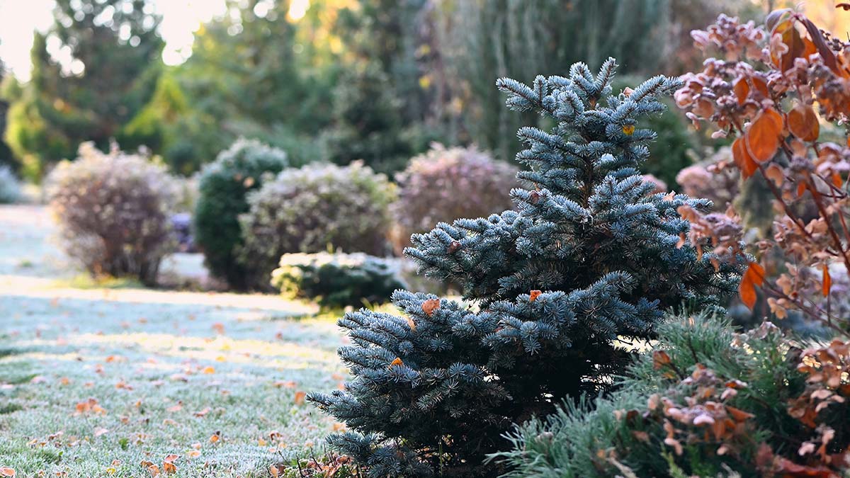 Метеозима в Москве