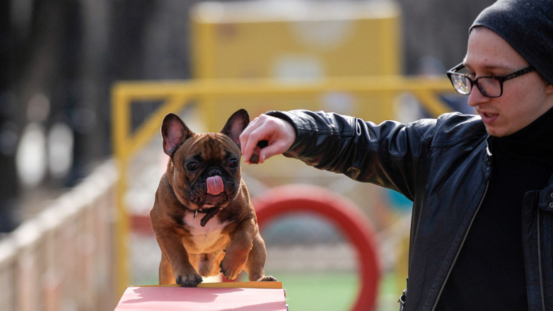 В России утвердили первый нацстандарт площадок для выгула собак