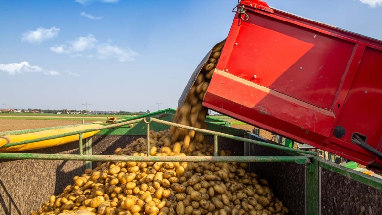 Жаркое лето подняло урожайность ранних зерновых в Приморье