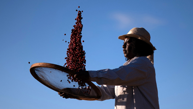 Какую роль производство кофе играет в экономике стран Латинской Америки