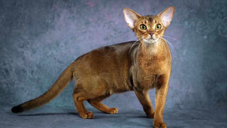 Кота из России признали самым красивым в мире: владелица Далмора рассказала о своем питомце