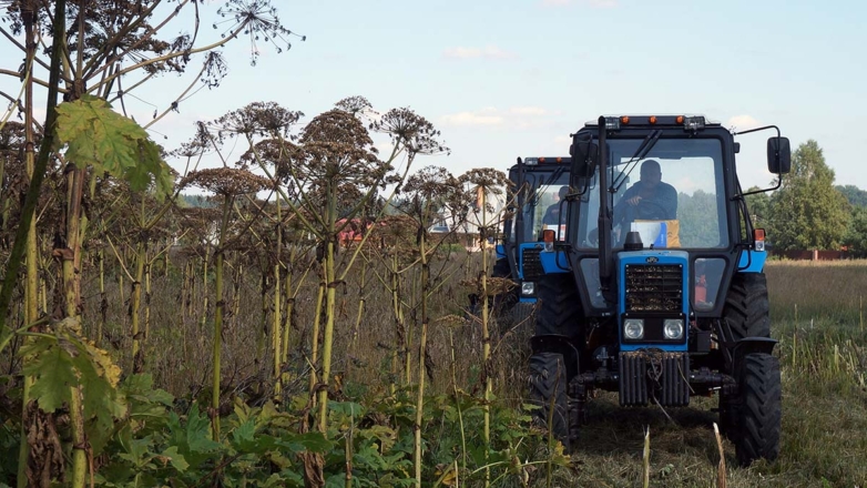 Кто должен бороться с борщевиком Сосновского: новые требования и штрафы