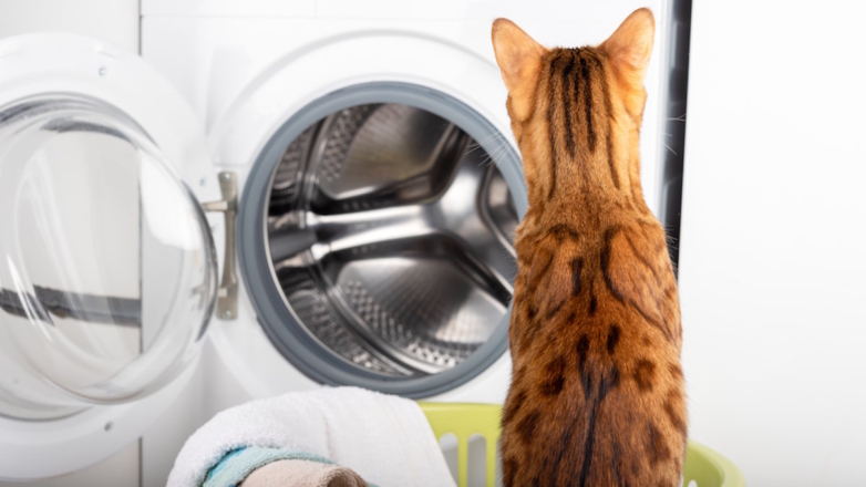 Ветеринары спасли кота после стирки и сушки в машинке