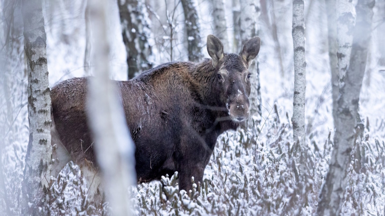 Лоси появились на дорогах Подмосковья