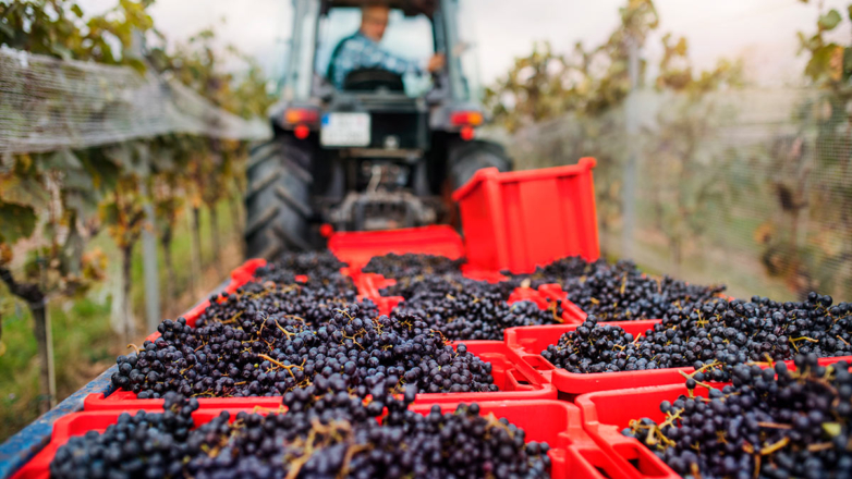 Винная карта России: как развивалось виноделие на наших территориях от античности до XX века