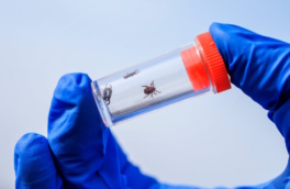 Клещи-"мутанты" Hyalomma не выживут в Московском регионе, заявили в Роспотребнадзоре