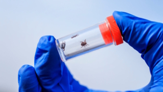 Клещи-"мутанты" Hyalomma не выживут в Московском регионе, заявили в Роспотребнадзоре