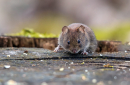 Риск заражения мышиной лихорадкой увеличивается весной: болезнь можно принять за грипп