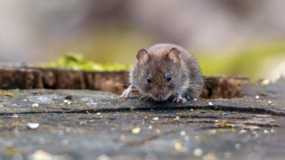 Риск заражения мышиной лихорадкой увеличивается весной: болезнь можно принять за грипп