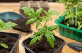 Когда пикировать томаты в апреле 2026 года: список самых благоприятных дней и советы по пересадке