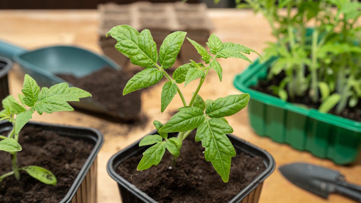 Пикировка томатов