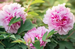 Чтобы бутоны были пышными: чем и как подкормить пионы в апреле