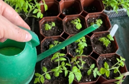 Секрет крепкой рассады: главную ошибку в уходе за саженцами назвала агроном