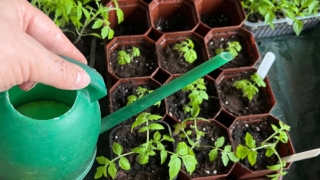 Секрет крепкой рассады: главную ошибку в уходе за саженцами назвала агроном