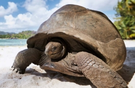 Претендента на звание старейшего животного Земли нашли на Сейшелах