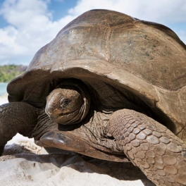 Претендента на звание старейшего животного Земли нашли на Сейшелах