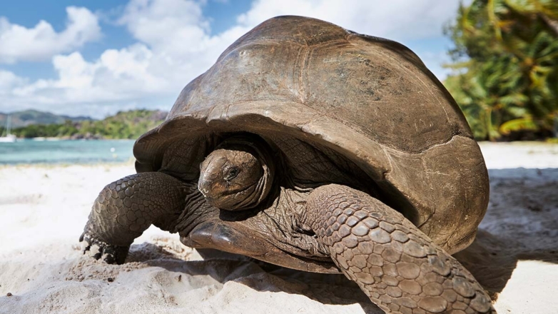 Претендента на звание старейшего животного Земли нашли на Сейшелах