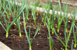 Чтобы чеснок вырос размером с кулак: чем и как правильно подкормить грядки в апреле