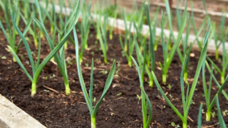 Чтобы чеснок вырос размером с кулак: чем и как правильно подкормить грядки в апреле