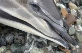 На побережье Краснодарского края за 10 последних дней обнаружили 82 мертвых дельфина