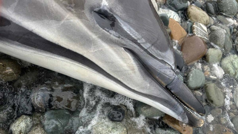 На побережье Краснодарского края за 10 последних дней обнаружили 82 мертвых дельфина