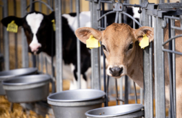 Фермеры просят Минпромторг отменить маркировку молока