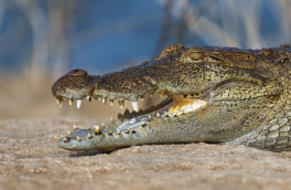 СМИ: Индия начнет использовать крокодилов и змей на границе с Бангладеш