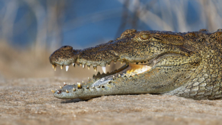 СМИ: Индия начнет использовать крокодилов и змей на границе с Бангладеш
