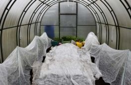 Не вздумайте обматывать ветки: как на самом деле нужно укрывать растения, чтобы спасти их от возвратных заморозков