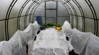 Не вздумайте обматывать ветки: как на самом деле нужно укрывать растения, чтобы спасти их от возвратных заморозков