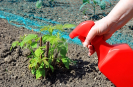 Малины будет в избытке: чем подкормить кусты весной, чтобы ветки гнулись от ягод